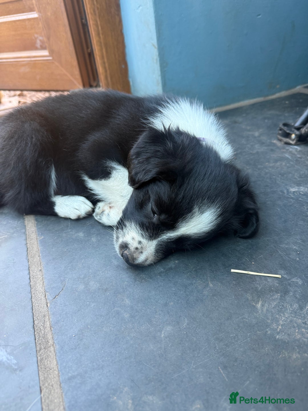 Mixed Breed dogs for sale: Border colllie/bearded collie pups  - Image 24
