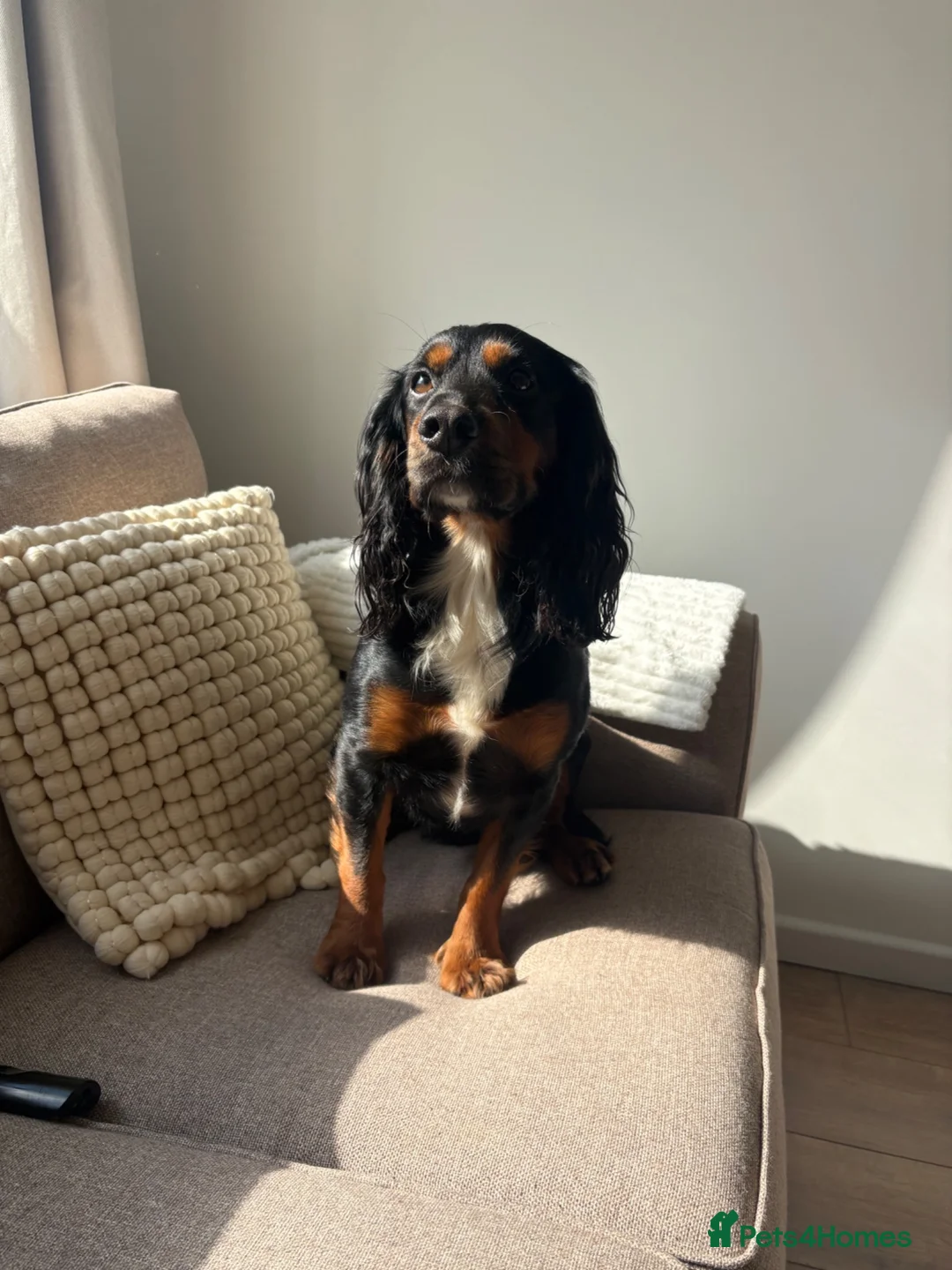 Sprocker dogs for stud: Sprocker stud  - Advert 1