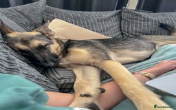 Mixed Breed dogs for adoption: FREYA - Looking for a loving, supportive home. - Image 12