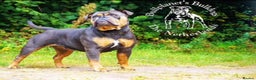 Olde English Bulldogge dogs for stud: Bullplanet's King Titan DNA/BVA Eye/BVA Hip/Elbow in Northallerton - Advert 18
