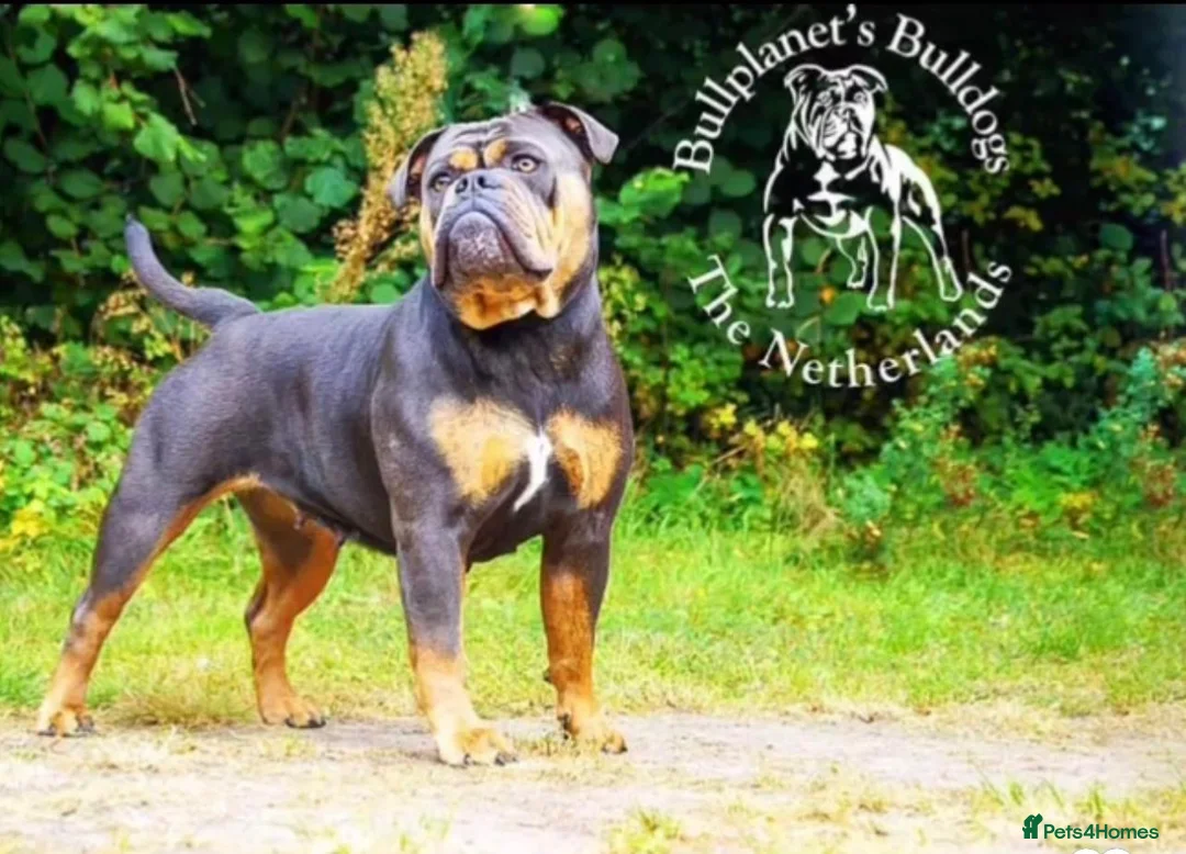 Olde English Bulldogge dogs for stud: Bullplanet's King Titan DNA/BVA Eye/BVA Hip/Elbow in Northallerton - Advert 20