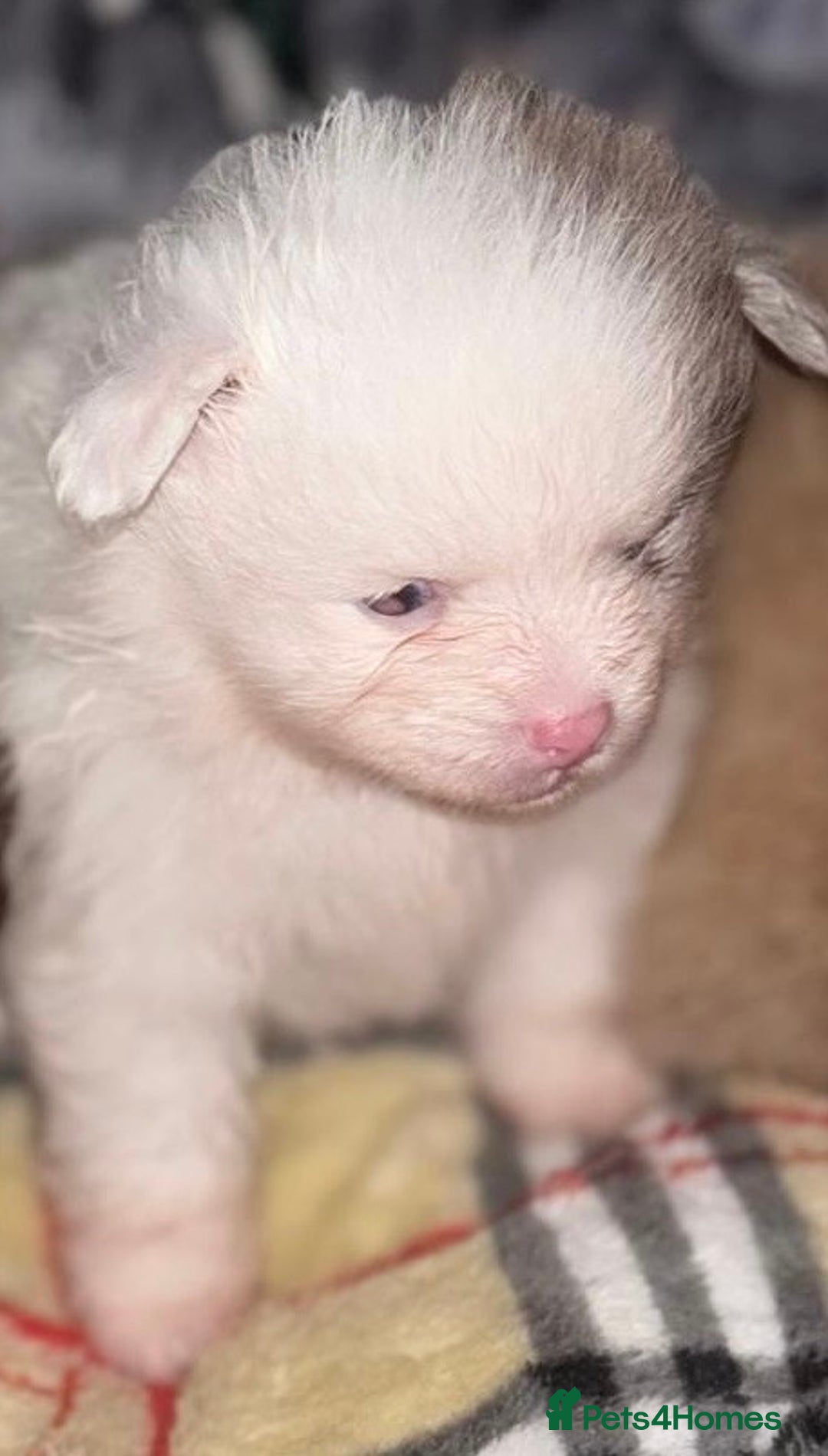 Pomeranian dogs for sale: ✨🐶SPECIAL SMALL SKY🩵BLUE 👀 POMS🐶✨ - Image 24