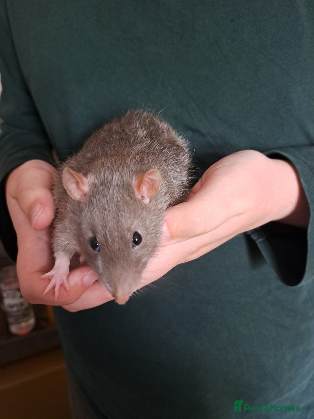 Rat rodents for sale: 2 male rats and cage  - Advert 2