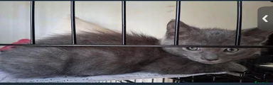 Russian Blue 1