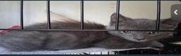 Russian Blue cats for sale: Pure russian blue  kitten (LAST 1) in Newcastle upon Tyne - Advert 3