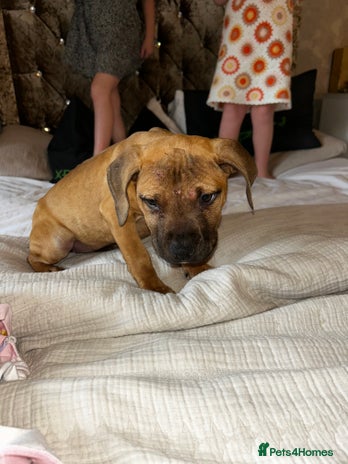 Staffordshire Bull Terrier dogs - Advert 4