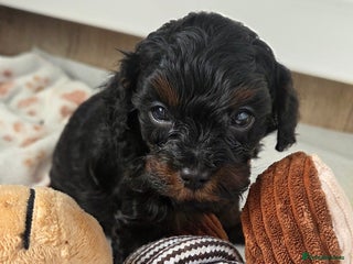 Cavapoo dogs - Advert 1