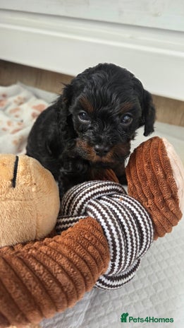 Cavapoo dogs - Advert 1