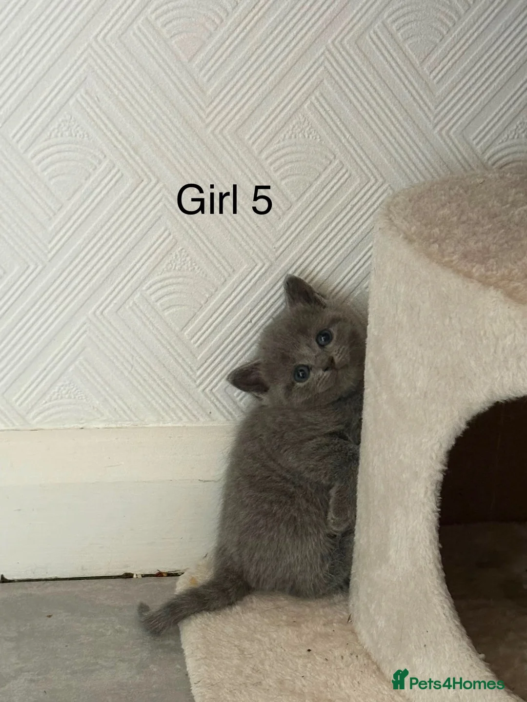British Shorthair cats for sale:  Adorable Kittens in Bristol - Advert 11