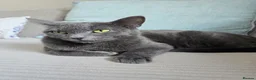 Mixed Breed cats for sale: Beautiful kittens for sale - Advert 8