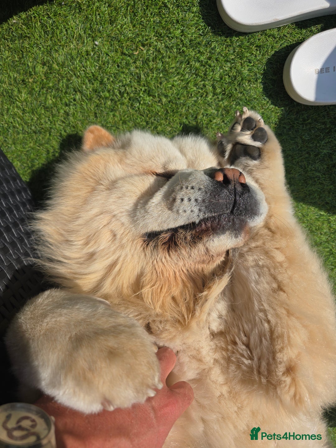 Chow Chow dogs for sale: Bear the chow chow - Image 9