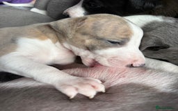 Mixed Breed dogs for sale: Whippet x greyhound puppies  - Image 20