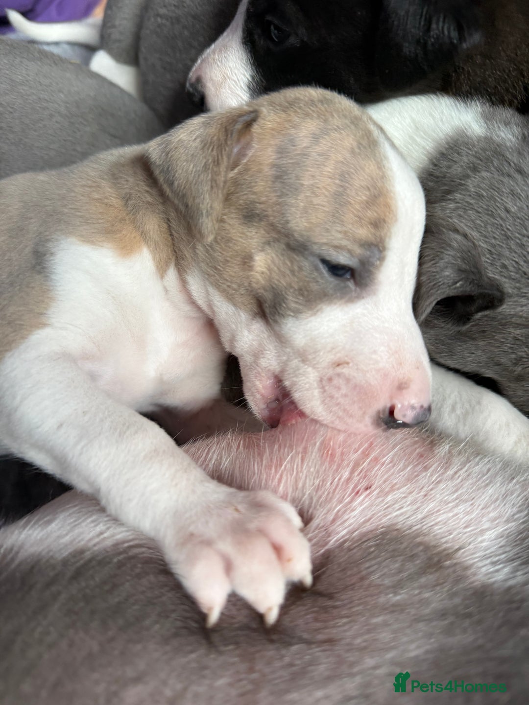 Mixed Breed dogs for sale: Whippet x greyhound puppies  - Image 20