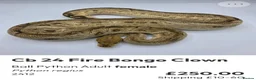 Python Snake reptiles for sale:  Various ball pythons  - Advert 2