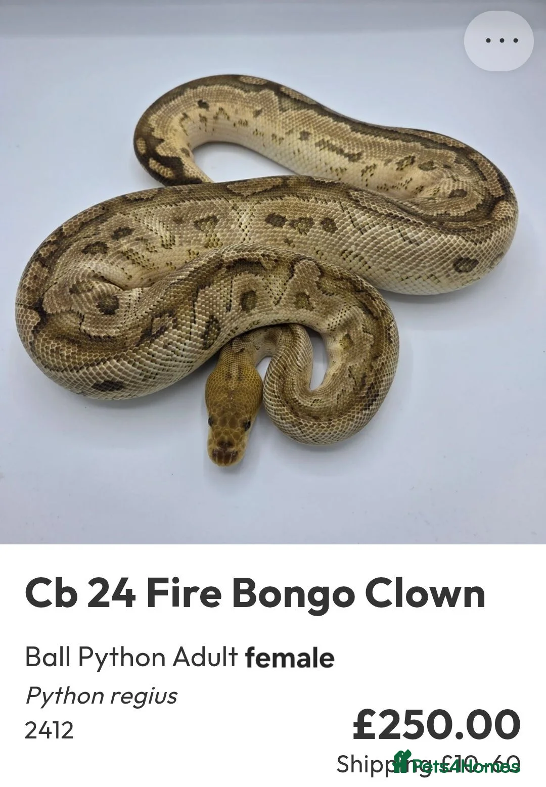 Python Snake reptiles for sale:  Various ball pythons  - Advert 2