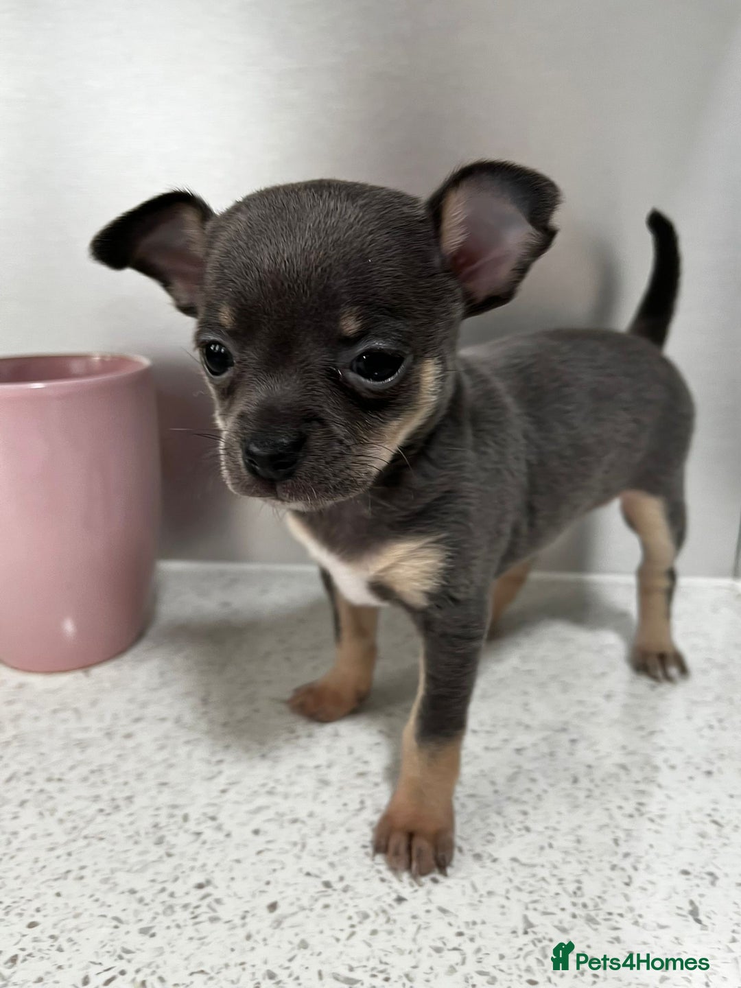 Chihuahua dogs for sale: Beautiful Chihuahua Puppies – Ready This Sunday - Image 7