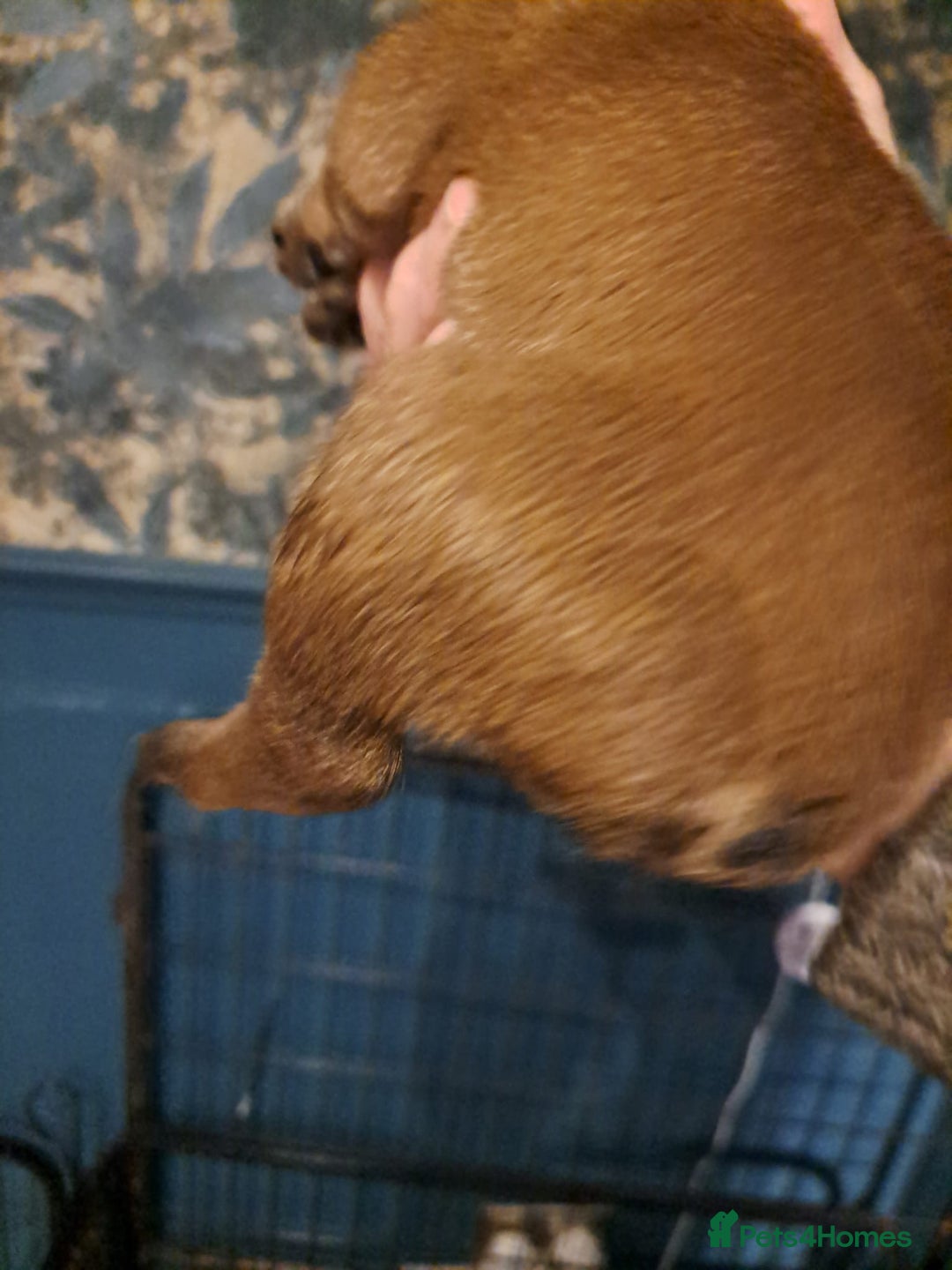 Boxer dogs for sale: ** 1 left*Beautiful bobtail & longtail kc boxer  - Advert 13