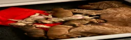 Cockapoo dogs for sale: Beautifully marked F2 smooth coated Cockapoos  - Advert 4