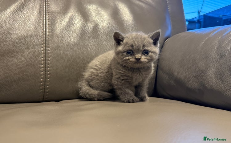 British Shorthair cats - Advert 3