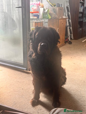 Mixed Breed dogs in Tilbury - Advert 3