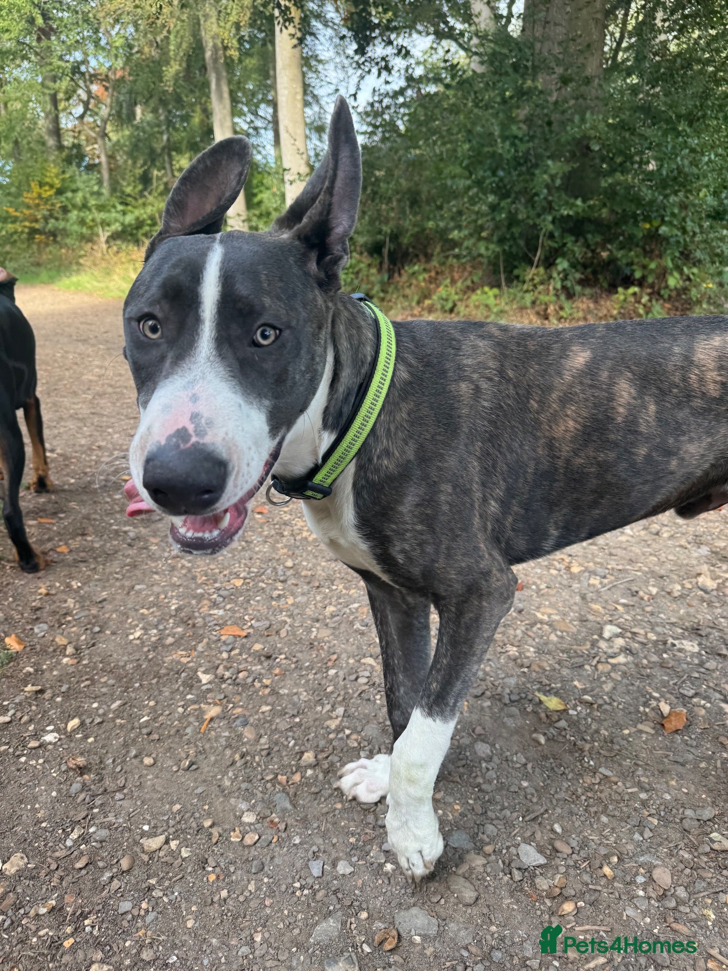 Mixed Breed dogs German Shepherd x Staff Boy 7 months - Advert 1