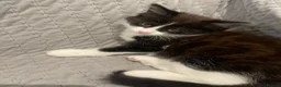 Mixed Breed cats for sale: 5 baby ready to be rehomed  - Advert 13