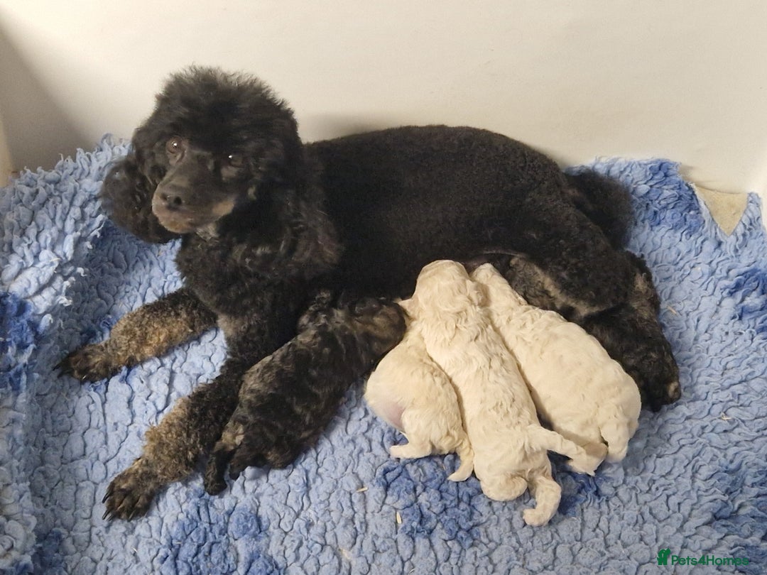 Poochon dogs for sale: 💥RARE COLOUR PHANTOM/CARRIER F1 POOCHONS 💥 - Advert 2