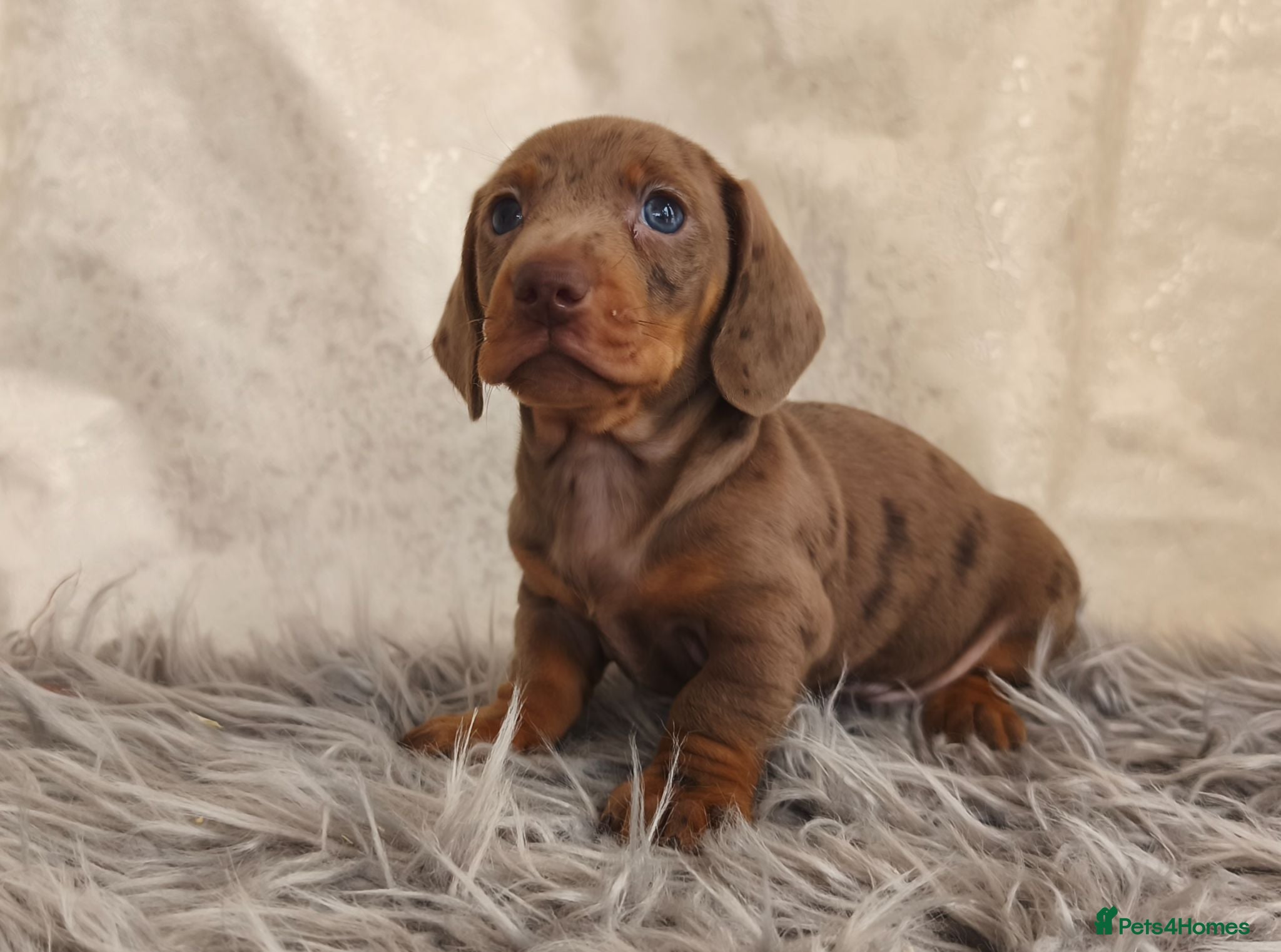 Miniature Dachshund dogs Exceptional  top quality miniature dachshund kc - Advert 2
