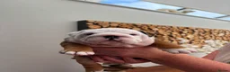 English Bulldog dogs for sale: Champion Sired KC Bulldog Puppies in Manchester - Advert 10