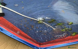 Other/Mixed Breed fish for sale: Golden Channa Limbata Snakehead - Image 2