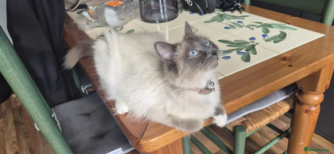 Ragdoll cats for sale: Ragdoll mixed breed in Chorley - Advert 1