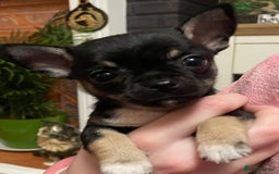 Mixed Breed dogs for sale: Chihuahua with a bit of French Bulldog puppies - Advert 7
