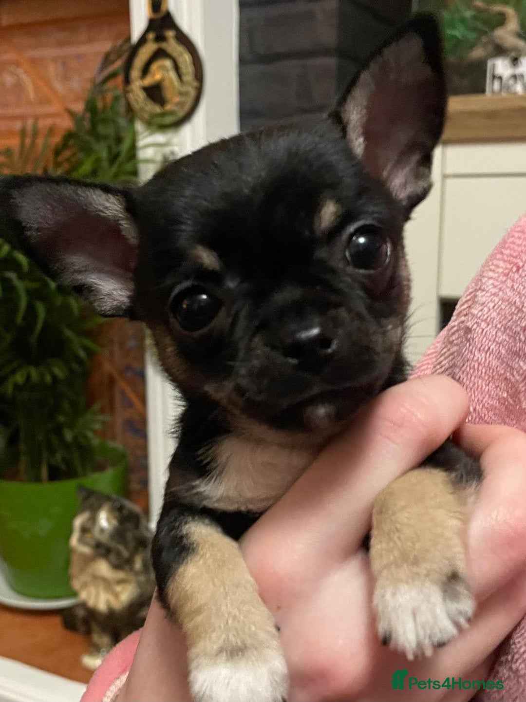 Mixed Breed dogs for sale: Chihuahua with a bit of French Bulldog puppies - Advert 7