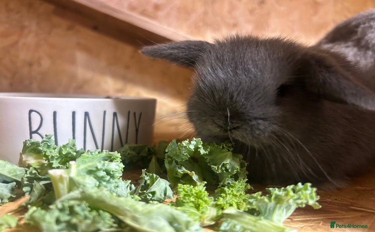 Mini Lop rabbits in Taunton - Advert 5