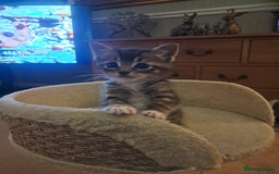 Mixed Breed cats for sale: 3 BEAUTIFUL KITTENS 😸 AVAILABLE STRAIGHT AWAY  - Advert 4