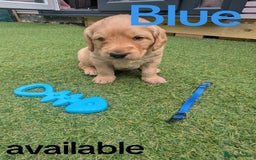 Goldendoodle dogs for sale: golden doodle puppies - Image 6