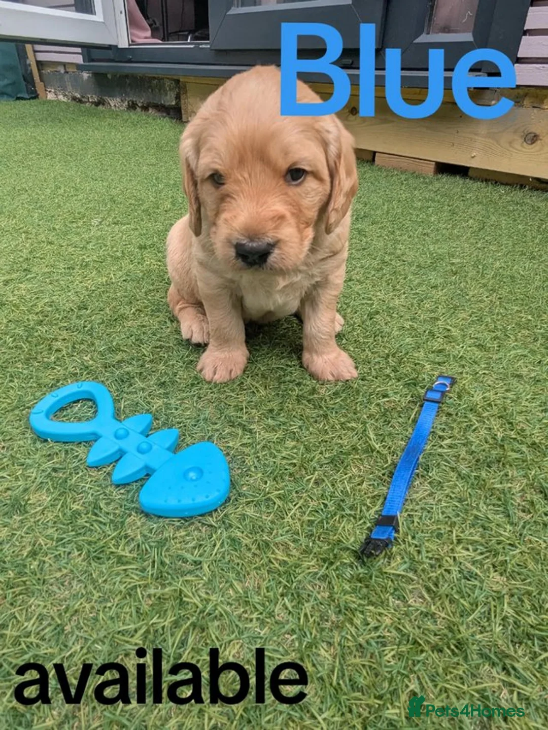 Goldendoodle dogs for sale: golden doodle puppies - Advert 6