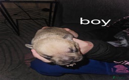 American Bully dogs for sale: Pocket bully - Image 6