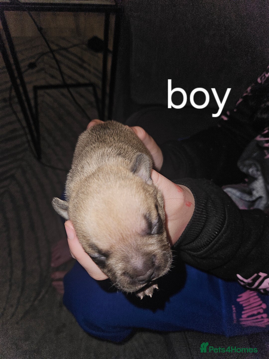 American Bully dogs for sale: Pocket bully - Image 6