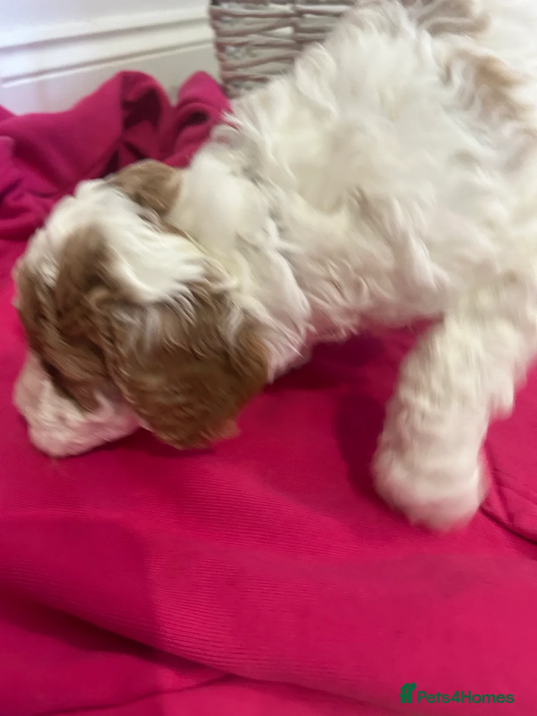 Australian Labradoodle dogs for sale: Beautiful, spoilt Austrian labradoodle puppies  - Advert 3