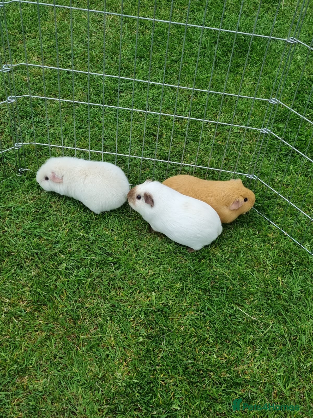 Guinea Pig rodents Lovely californian sows - Advert 2