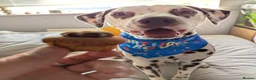 Dalmatian dogs for stud: 100% LIVER SPOTTED DALMATIAN STUD - Advert 2