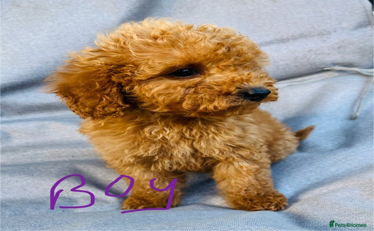 Miniature Poodle dogs - Advert 1
