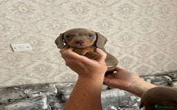 Dachshund dogs for sale: Beautiful miniature dachund puppies  - Image 6