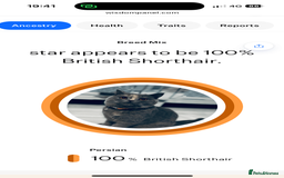 British Shorthair cats for sale: Adult Tica active blue tortie  - Image 11