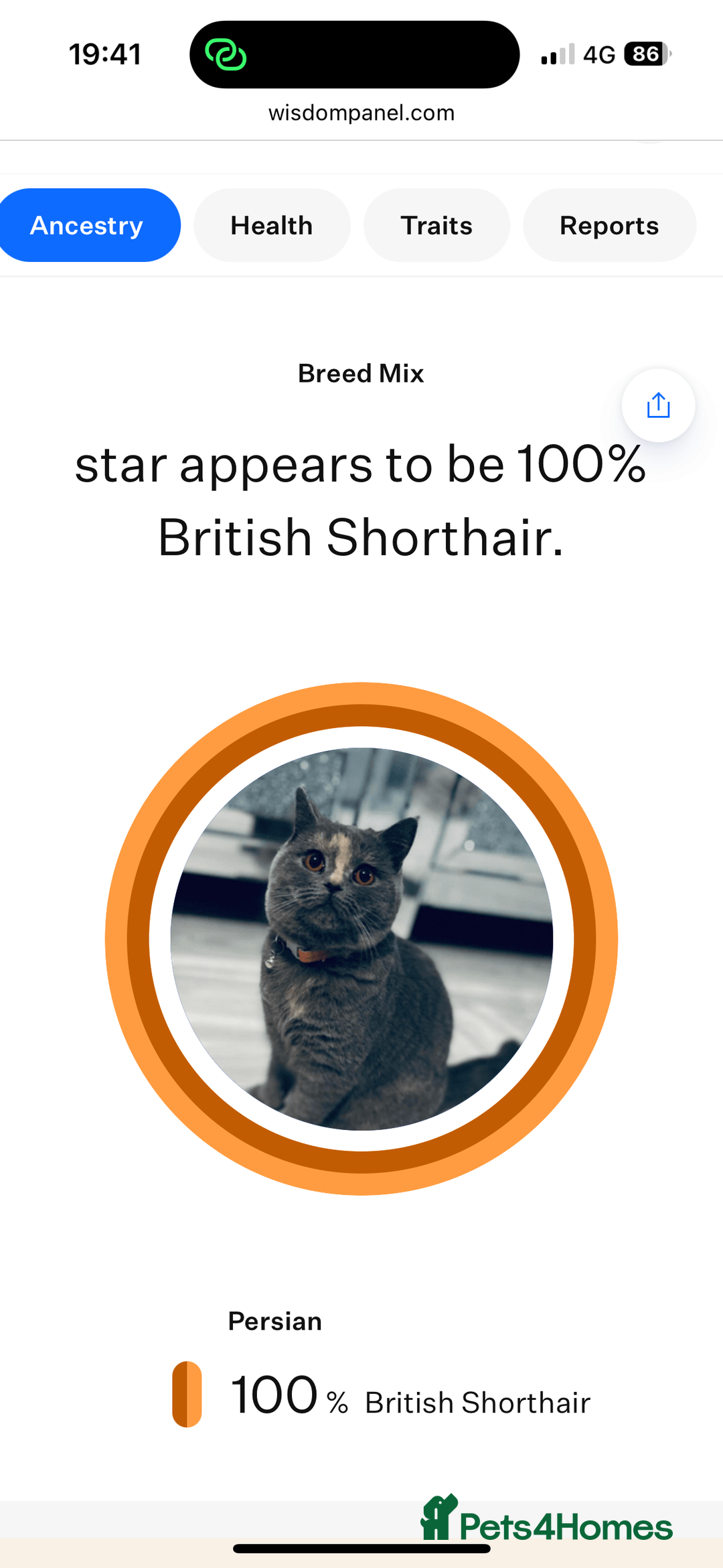 British Shorthair cats for sale: Adult Tica active blue tortie  - Image 11