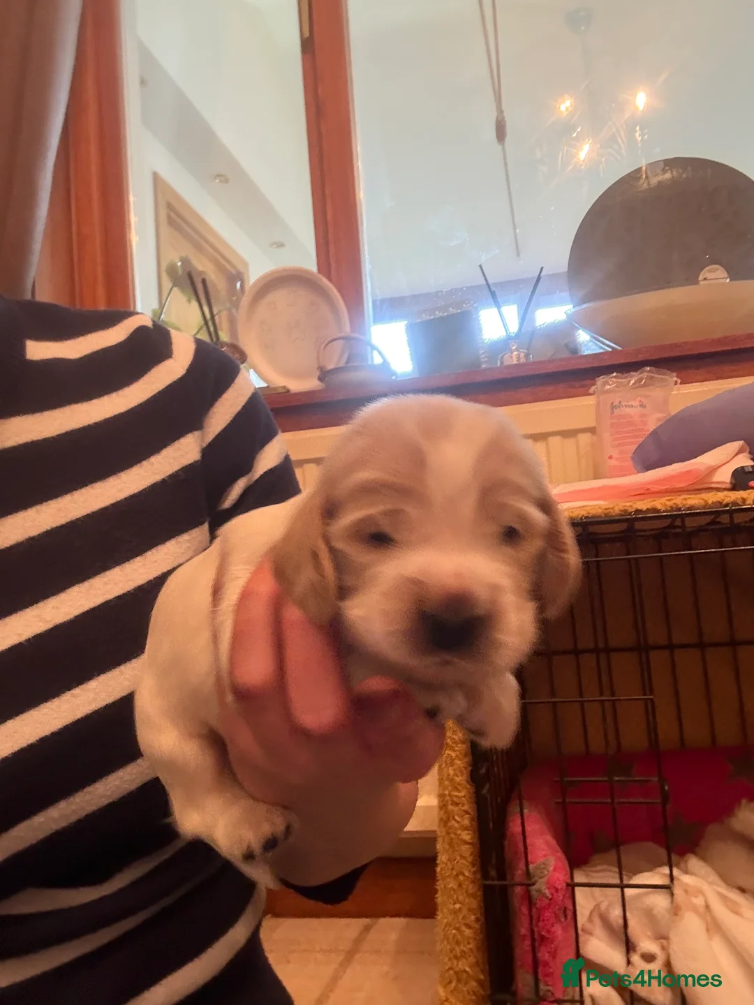 Cocker Spaniel dogs for sale: We have one orange roan boy puppy left  - Advert 2