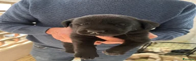 Labrador Retriever 2