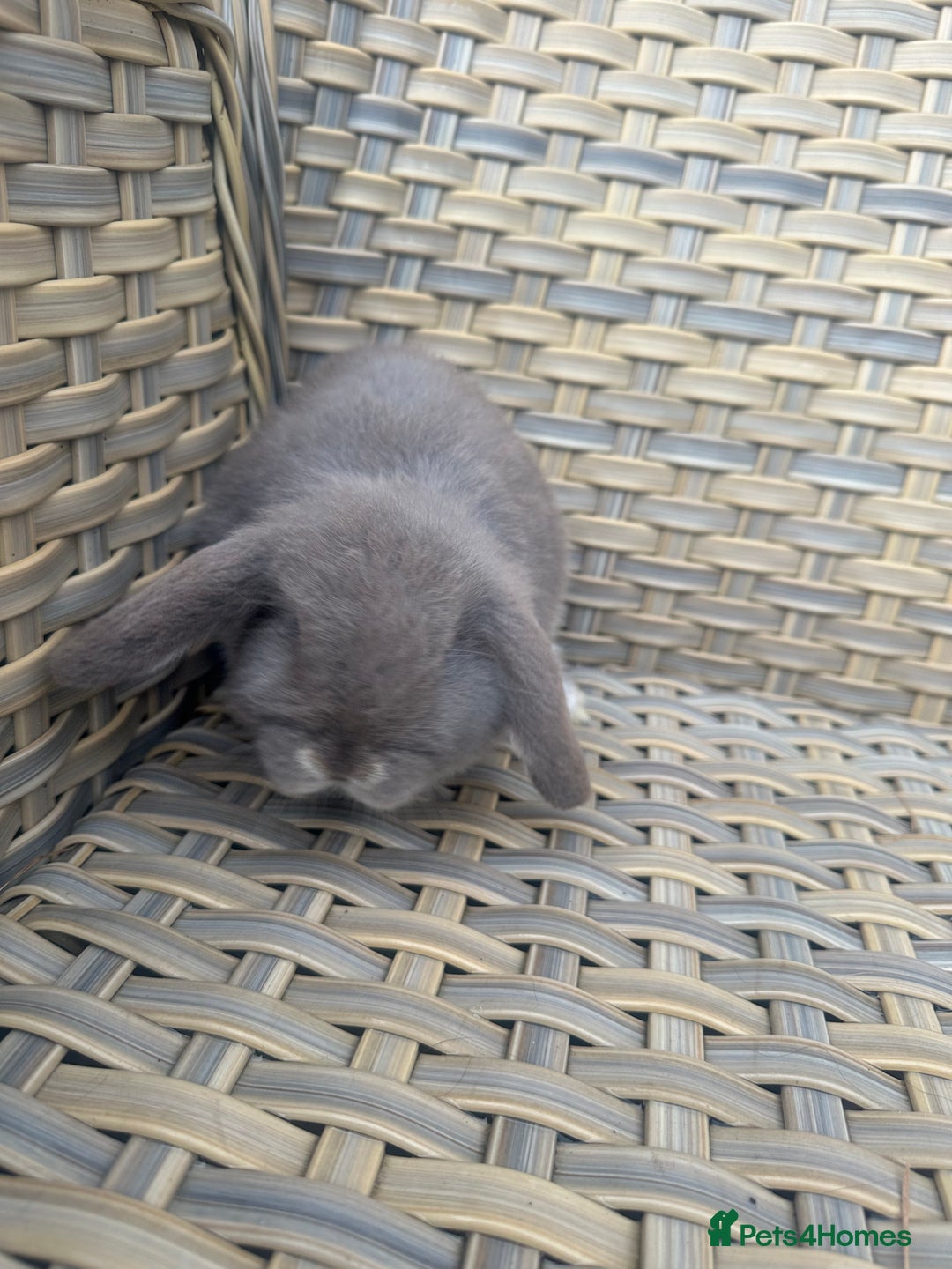 Mini Lop rabbits for sale: 2 Pretty female mini lop sisters. - Advert 4