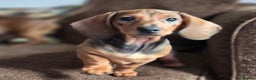 Dachshund dogs for sale: Smooth-haried standard dachshunds - Advert 13